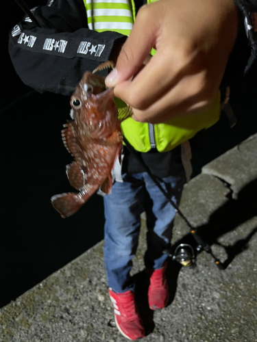 アラカブの釣果