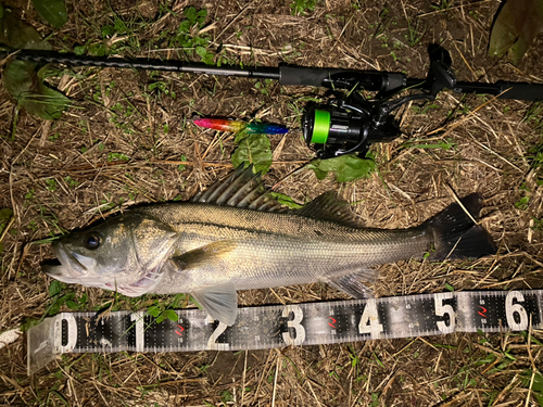 シーバスの釣果