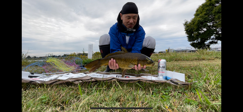 コイの釣果