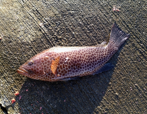 オオモンハタの釣果