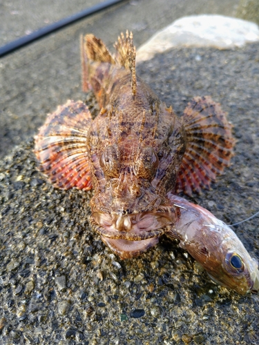 オニカサゴの釣果