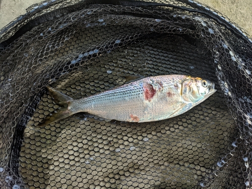 コノシロの釣果