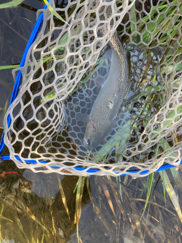 ニジマスの釣果