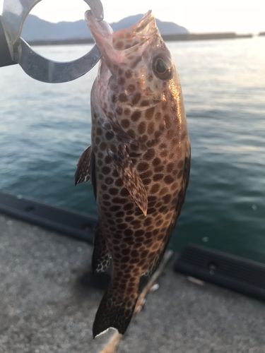 オオモンハタの釣果