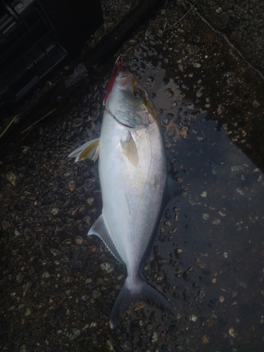 ネリゴの釣果