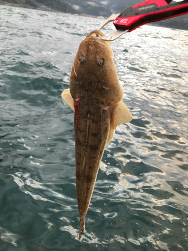 マゴチの釣果