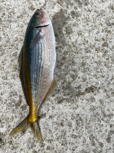 タカベの釣果