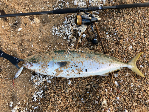 ハマチの釣果