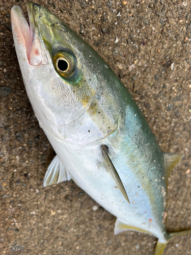 ハマチの釣果