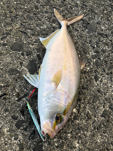 ショゴの釣果