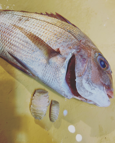 タイの釣果