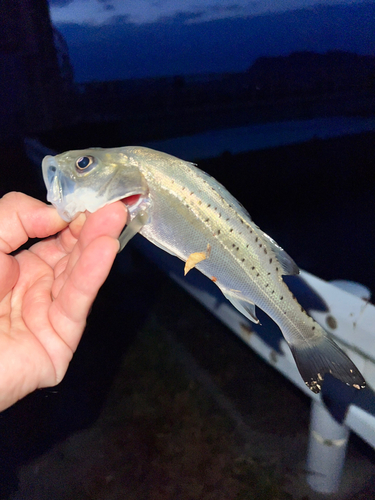 スズキの釣果