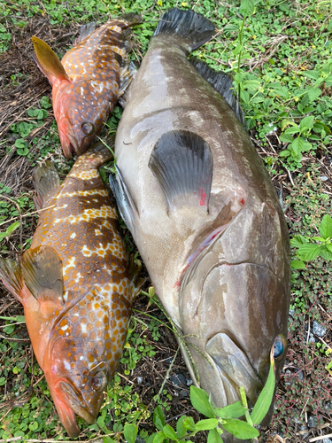 クエの釣果