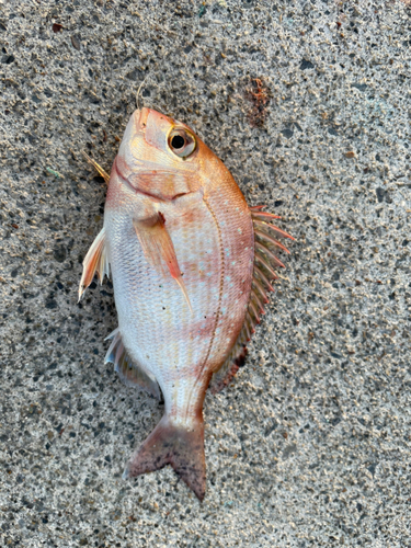 ハナダイの釣果