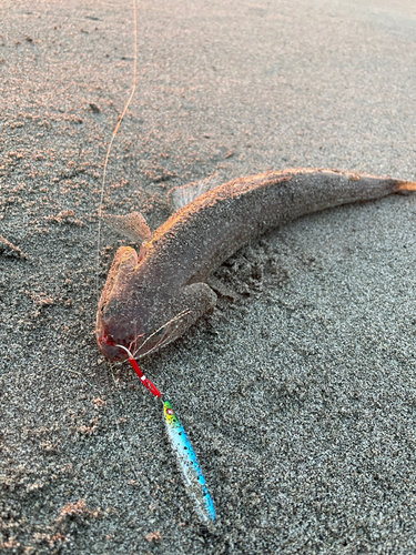 エソの釣果