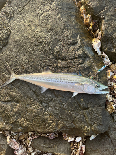 サゴシの釣果