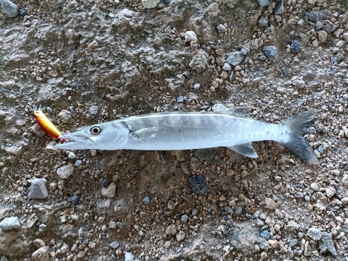 オニカマスの釣果