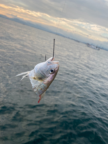 イシモチの釣果