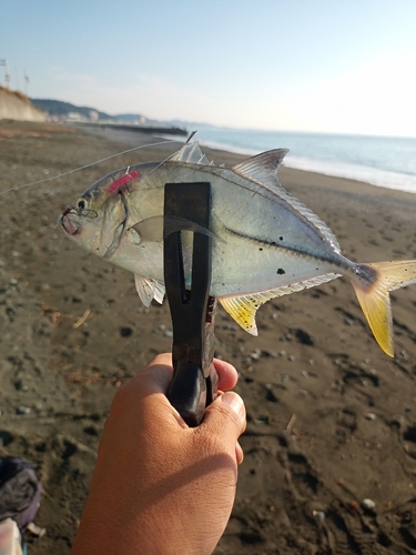 メッキの釣果