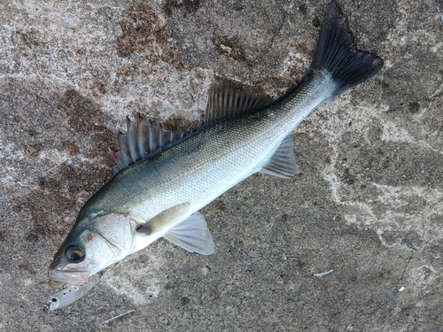 セイゴ（マルスズキ）の釣果