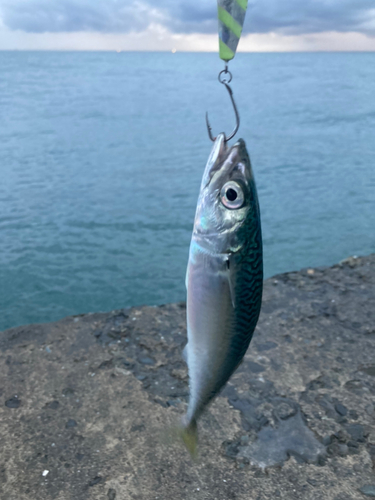 サバの釣果