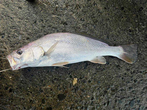 ニベの釣果