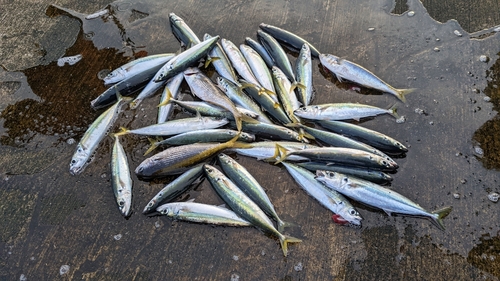 ムロアジの釣果