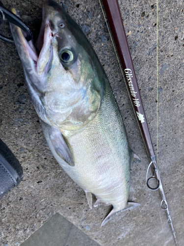 アキアジの釣果