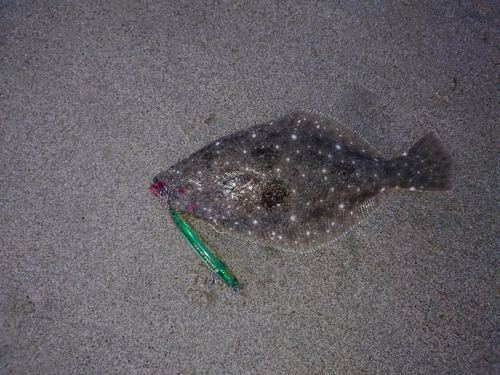 ソゲの釣果