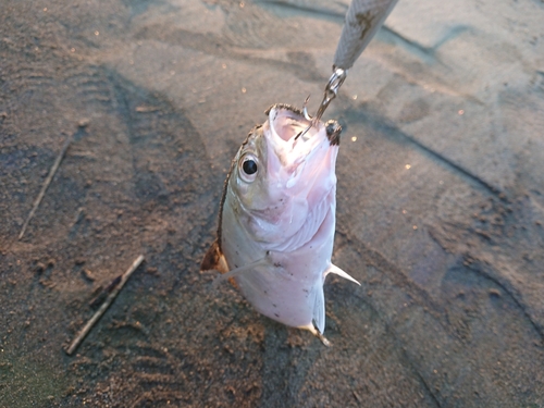 メッキの釣果