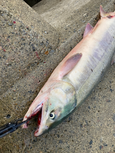 アキアジの釣果