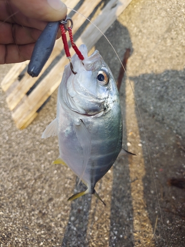 メッキの釣果