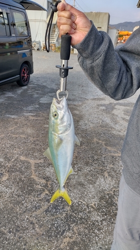 ハマチの釣果