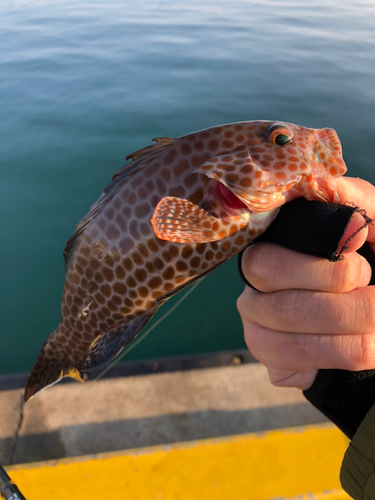 オオモンハタの釣果