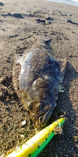 ソゲの釣果