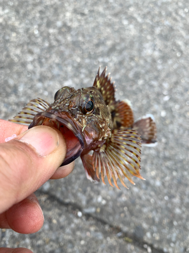 カサゴの釣果