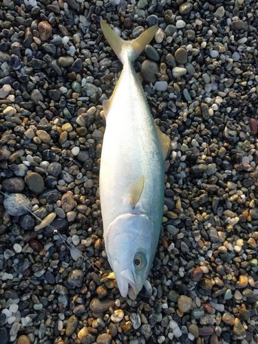 ワカシの釣果