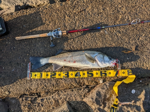 シーバスの釣果