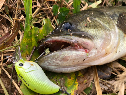 ラージマウスバスの釣果