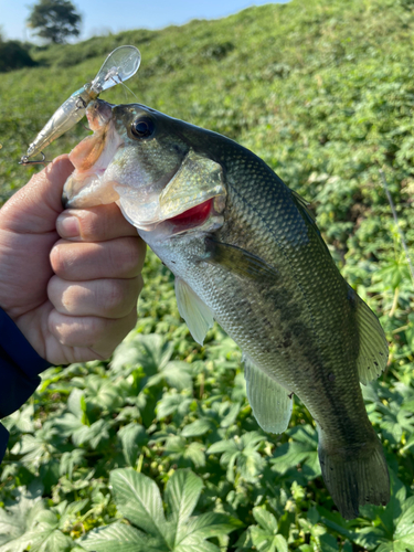 ラージマウスバスの釣果