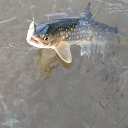 アメマス