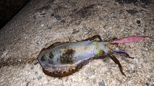 アオリイカの釣果