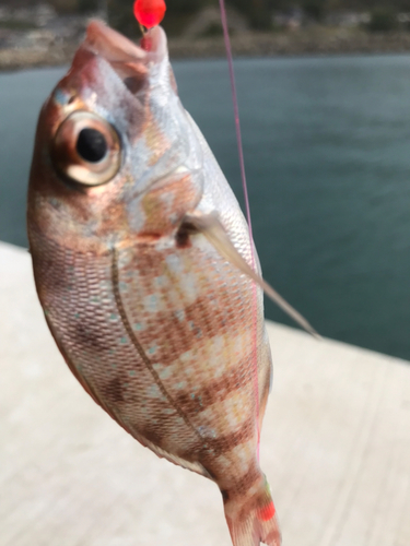 チャリコの釣果