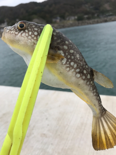 クサフグの釣果