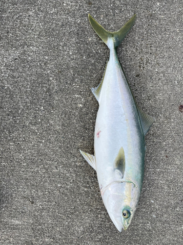 イナダの釣果