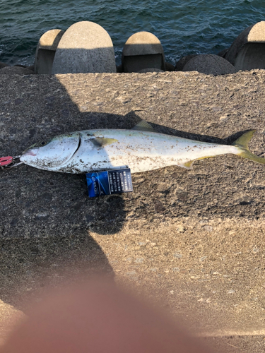 ヤズの釣果