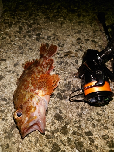 カサゴの釣果