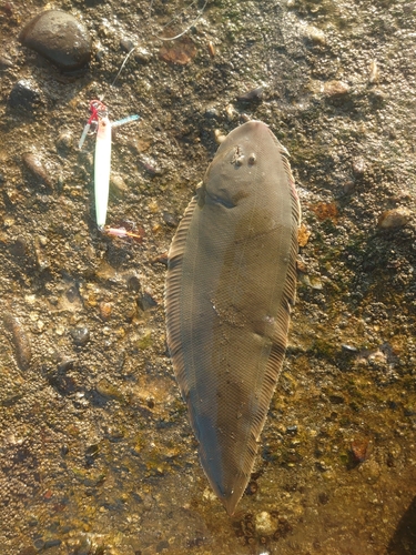 シタビラメの釣果