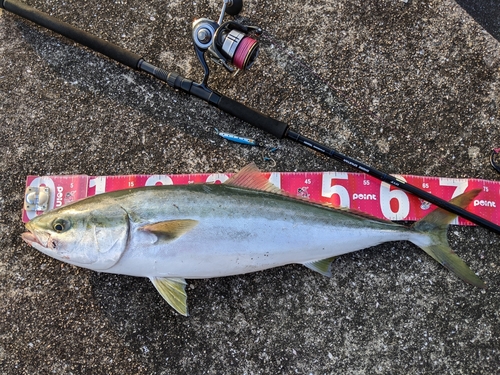 ハマチの釣果