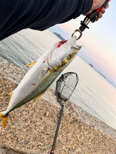 メジロの釣果